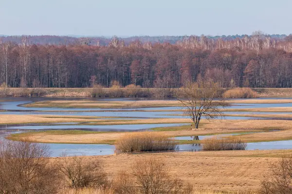 Büyük bir kuş sürüsü, Polonya 'nın Biebrza sulak alanlarındaki çıplak bir ağacın ve ıslak çayırların üzerinden uçuyor..