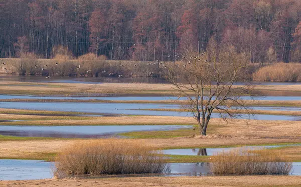 Büyük bir kuş sürüsü, Polonya 'nın Biebrza sulak alanlarındaki çıplak bir ağacın ve ıslak çayırların üzerinden uçuyor..