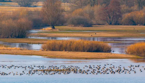 Büyük bir kuş sürüsü, Polonya 'nın Biebrza sulak alanlarındaki çıplak bir ağacın ve ıslak çayırların üzerinden uçuyor..