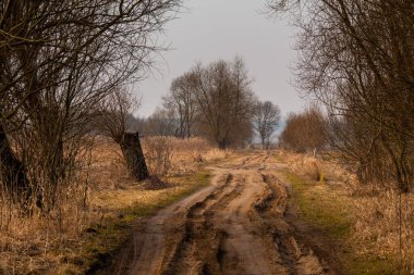 Baharın başlarında tarlaların ve yapraksız ağaçların arasından geçen toprak yol, Biebrza Ulusal Parkı, Polonya.