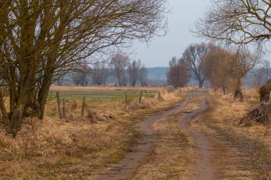 Baharın başlarında tarlaların ve yapraksız ağaçların arasından geçen toprak yol, Biebrza Ulusal Parkı, Polonya.