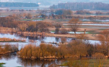 Polonya 'daki sel basmış Biebrza sulak alanlarının panoramik manzarası ilkbaharın başlarında ağaçlar ve yansıtıcı su yüzeyleriyle.