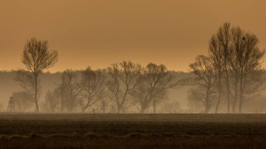 Polonya 'nın Biebrza Milli Parkı' ndaki çıplak ağaçların sabah sisi ve siluetleri güneşin doğuşunda yumuşak altın ışıkla ele geçirildi..