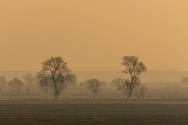 Polonya 'nın Biebrza Milli Parkı' ndaki çıplak ağaçların sabah sisi ve siluetleri güneşin doğuşunda yumuşak altın ışıkla ele geçirildi..