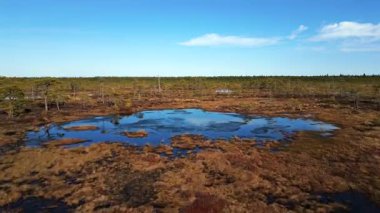Estonya, Soomaa Ulusal Parkı 'ndaki doğal sulak arazi ve ormanla el değmemiş Kuresoo bataklığının insansız hava aracı görüntüleri..