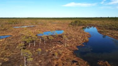 Estonya, Soomaa Ulusal Parkı 'ndaki doğal sulak arazi ve ormanla el değmemiş Kuresoo bataklığının insansız hava aracı görüntüleri..
