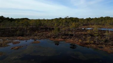 Estonya, Soomaa Ulusal Parkı 'ndaki doğal sulak arazi ve ormanla el değmemiş Kuresoo bataklığının insansız hava aracı görüntüleri..