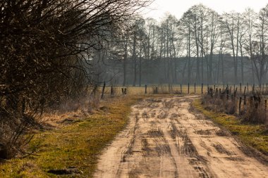 Çıplak ağaçlar ve ahşap çitlerle dolu kırsal bir arazide kıvrılan kumlu kır yolu, Biebrza, Polonya.