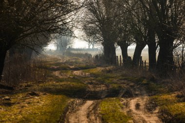 Çıplak ağaçlar ve yumuşak sabah sisi ile kaplı kırsal çamurlu patika, Biebrza, Polonya 'da ilkbahar başlarında.