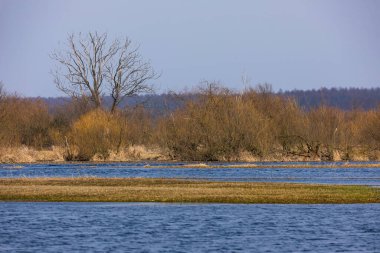 Polonya 'nın Biebrza kenti yakınlarında su basmış bir çayırın yanında iki çıplak ağaç duruyor. Sudaki yansımalar simetri yaratır.