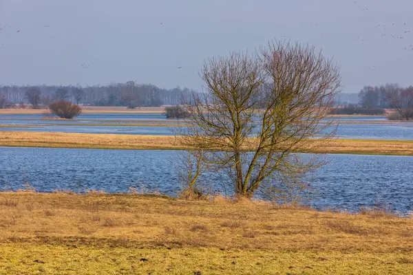 Polonya 'nın Biebrza kenti yakınlarında su basmış bir çayırın yanında iki çıplak ağaç duruyor. Sudaki yansımalar simetri yaratır.