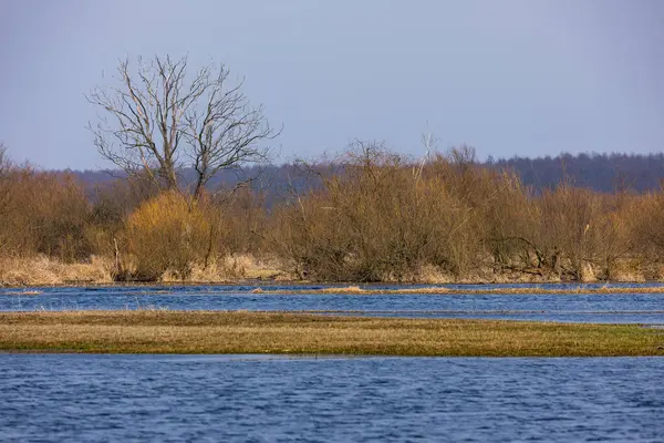 Polonya 'nın Biebrza kenti yakınlarında su basmış bir çayırın yanında iki çıplak ağaç duruyor. Sudaki yansımalar simetri yaratır.