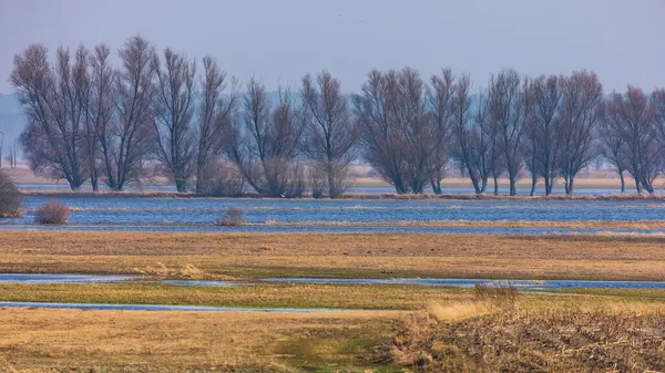 Polonya 'nın Biebrza kenti yakınlarında su basmış bir çayırın yanında iki çıplak ağaç duruyor. Sudaki yansımalar simetri yaratır.