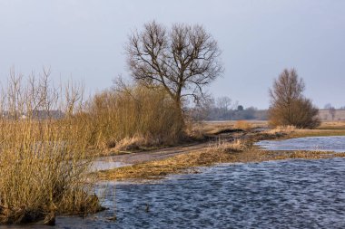 Polonya, Biebrza 'da çıplak ağaçlar ve altın kamışlarla dolu çayırları sel bastı. Arka planda ormanlı sakin bahar manzarası.