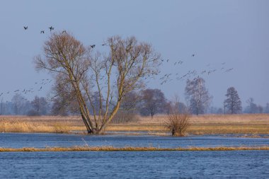 Polonya, Biebrza 'da çıplak ağaçlar ve altın kamışlarla dolu çayırları sel bastı. Arka planda ormanlı sakin bahar manzarası.