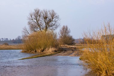 Polonya, Biebrza 'da çıplak ağaçlar ve altın kamışlarla dolu çayırları sel bastı. Arka planda ormanlı sakin bahar manzarası.