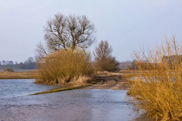 Polonya, Biebrza 'da çıplak ağaçlar ve altın kamışlarla dolu çayırları sel bastı. Arka planda ormanlı sakin bahar manzarası.