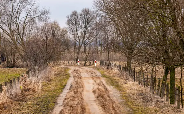 Polonya 'nın Biebrza Ulusal Parkı' nda yapraksız ağaçlar ve ahşap bariyerlerle kaplı bir toprak yol var..