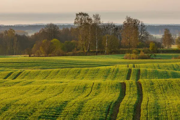 Yumuşak sabah ışıklarıyla yemyeşil alanlar, arka planda kayan tepeler ve ağaçlar, Mazury, Polonya.