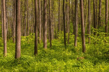 Podlasie, Pogorzelce, Polonya 'da yemyeşil bir orman. Orman uzun, düz ağaçlar ve canlı çalılarla karakterize edilir..