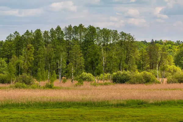 Baharda yeşil orman ve sazlık çayırı, Bialowieza Ormanı, Polonya.