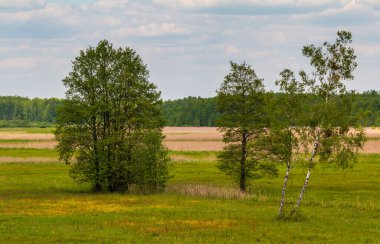 Baharda yeşil orman ve sazlık çayırı, Bialowieza Ormanı, Polonya.