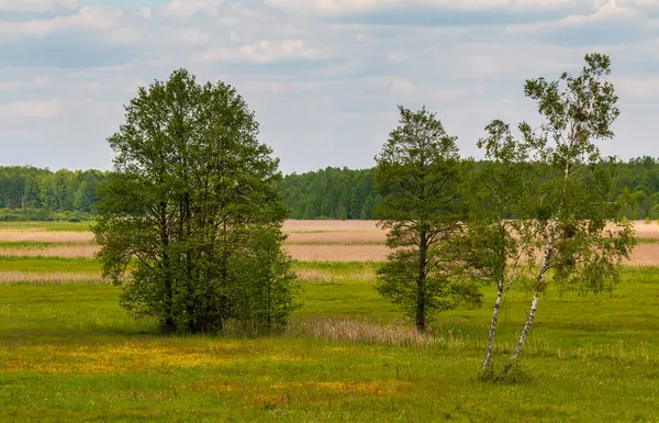Baharda yeşil orman ve sazlık çayırı, Bialowieza Ormanı, Polonya.