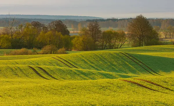 Yumuşak sabah ışıklarıyla yemyeşil alanlar, arka planda kayan tepeler ve ağaçlar, Mazury, Polonya.