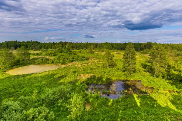 Carska Tropina, Podlasie, Polonya 'da yemyeşil bitki örtüsü, ağaç ve su havuzları ile yemyeşil sulak arazi.