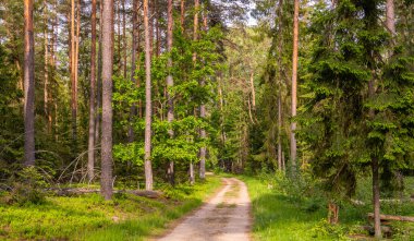 Polonya 'nın Podlasie şehrinde uzun çam ağaçları ve yoğun ormanlarla çevrili verimli, yeşil bir orman boyunca uzanan dolambaçlı toprak bir patika..