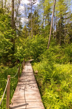 Pogorzelce, Podlasie, Polonya 'daki canlı yeşil ormanın içinden tahta bir tahta kaldırım geçiyor. Doğa yürüyüşleri için mükemmel bir rota..