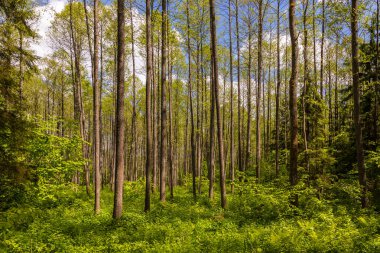 Podlasie, Pogorzelce, Polonya 'da yemyeşil bir orman. Orman uzun, düz ağaçlar ve canlı çalılarla karakterize edilir..