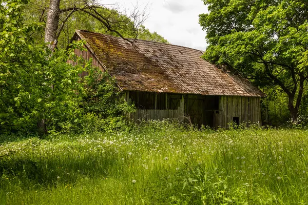 Yosun gibi çatısı olan kırsal ahşap bir ahır Wierszalin, Podlasie, Polonya 'da uzun çimler ve yemyeşil ağaçların arasında yer alır..