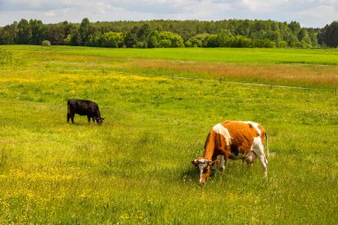 Polonya, Kundzicze 'de canlı kır çiçekleri ve uzak ormanlarla çevrili yemyeşil bir çayırda otlayan iki inek..