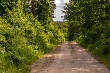 Zylicze, Podlasie, Polonya yakınlarındaki bir ormanda yeşil ağaçlar ve çalılarla kaplı toprak bir yol..