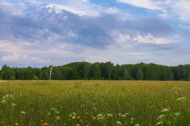 Polonya 'nın Bialowieza yakınlarındaki ormanlarla çevrili bir çayırda tek bir kuru ağaç duruyor..