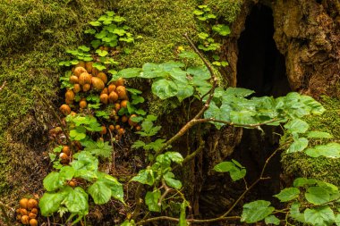 Polonya 'nın Bialowieza Ormanı' ndaki bir ağacın dibinde yosun ve yoncalar arasında büyüyen bir grup kahverengi mantar..
