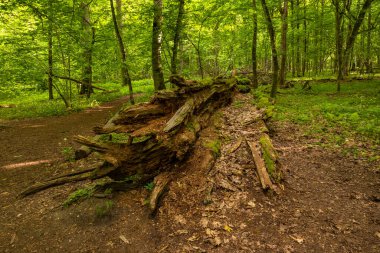 Yosun kaplı kırık ağaç Polonya 'nın Bialowieza Ormanı' nda yer alır..