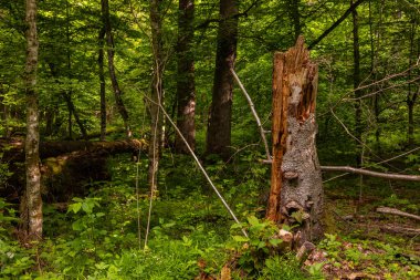 Bialowieza Ormanı, Podlasie, Polonya 'nın yemyeşil yeşilliklerinde, raf mantarlı ölü ağaç gövdesine yakın çekim.