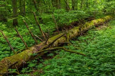 Yosun kaplı kırık ağaç Polonya 'nın Bialowieza Ormanı' nda yer alır..