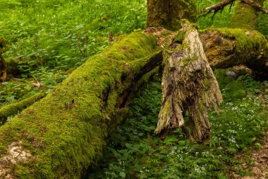 Yosun kaplı kırık ağaç Polonya 'nın Bialowieza Ormanı' nda yer alır..