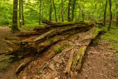 Yosun kaplı kırık ağaç Polonya 'nın Bialowieza Ormanı' nda yer alır..
