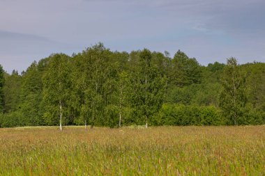 Bialowieza Ormanı, Podlasie, Polonya 'da huş ağaçlarının güneşli yaz manzarası ve yabani bir çayır..