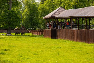 Bialowieza, Polonya 5 Haziran 2021: Arkaplanda ağaçlar ve ahşap çitli yeşil çimenler üzerinde ağaç kütüğü.