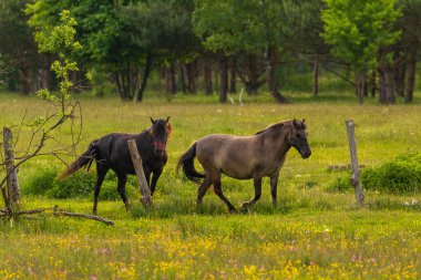 Polonya 'nın Podlasie bölgesindeki Stare Masiewo ormanının yakınındaki çiçekli yeşil çayırlarda yürüyen iki at..