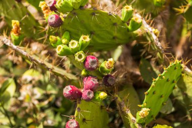 Gozo, Malta 'da olgun kırmızı meyveler ve yeşil pedlerle dikenli armut kaktüslerine yakın durun..