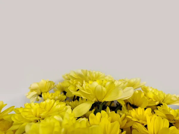 Yellow flowers mock-up for greeting card, mock-up. Flowers background, spring concept. Wallpaper with spring flowers. Mother\'s day, women\'s day concept.