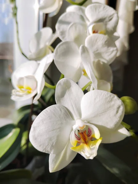 Kwitnąca Biała Orchidea Domowa Oknie Naturalnym Światłem Kwitnę Biały Storczyk — Zdjęcie stockowe
