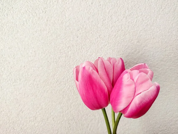 Rosa Tulpen Foto Mit Biege Hintergrund Frühlings Oder Muttertagskonzept Tulpen — Stockfoto