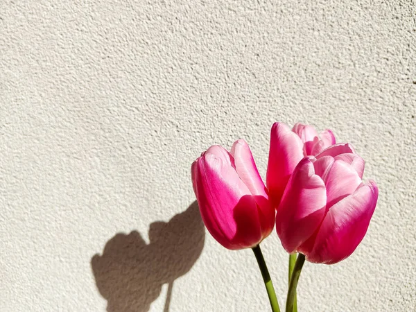 Rosa Tulpen Mit Schatten Auf Biegem Hintergrund Frühlings Oder Muttertagskonzept — Stockfoto